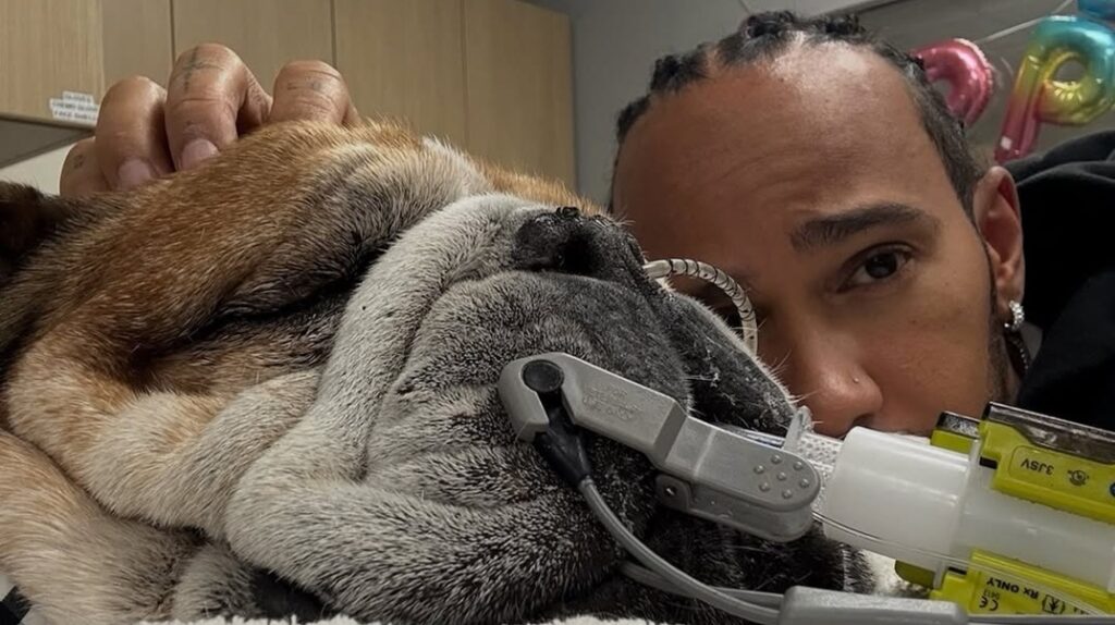 Συντετριμμένος ο Λιούις Χάμιλτον: Σε κώμα ο αγαπημένος του σκύλος, Ρόσκο